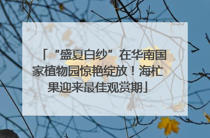 “盛夏白纱”在华南国家植物园惊艳绽放！海杧果迎来最佳观赏期