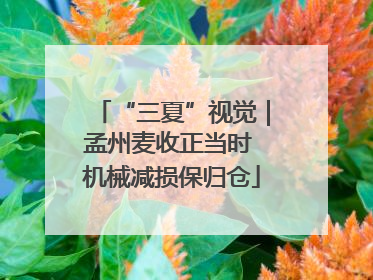 “三夏”视觉｜孟州麦收正当时 机械减损保归仓
