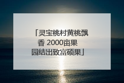 灵宝桃村黄桃飘香 2000亩果园结出致富硕果