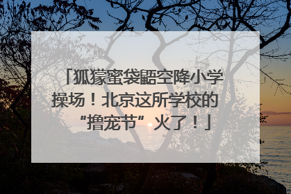 狐獴蜜袋鼯空降小学操场！北京这所学校的“撸宠节”火了！