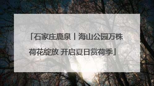 石家庄鹿泉丨海山公园万株荷花绽放 开启夏日赏荷季