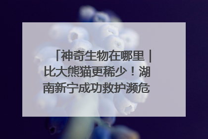 神奇生物在哪里｜比大熊猫更稀少！湖南新宁成功救护濒危鸟类海南鳽