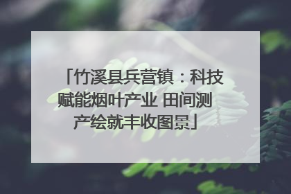 竹溪县兵营镇：科技赋能烟叶产业 田间测产绘就丰收图景