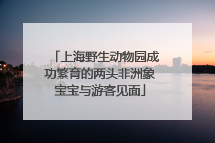 上海野生动物园成功繁育的两头非洲象宝宝与游客见面