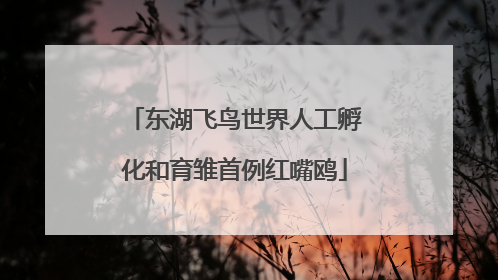 东湖飞鸟世界人工孵化和育雏首例红嘴鸥