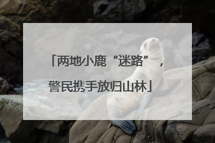 两地小鹿“迷路”，警民携手放归山林