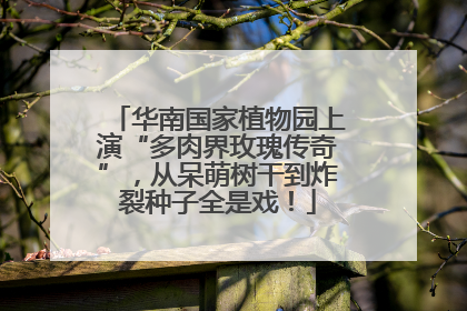 华南国家植物园上演“多肉界玫瑰传奇”，从呆萌树干到炸裂种子全是戏！