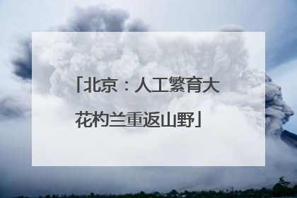北京：人工繁育大花杓兰重返山野