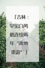 吉林：罕见白鸬鹚连续两年“故地重游”