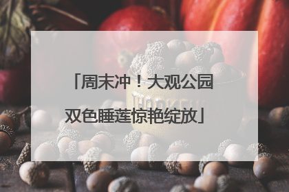 周末冲！大观公园双色睡莲惊艳绽放