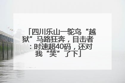 四川乐山一鸵鸟“越狱”马路狂奔，目击者：时速超40码，还对我“笑”了下
