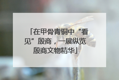 在甲骨青铜中“看见”殷商，一展纵览殷商文物精华