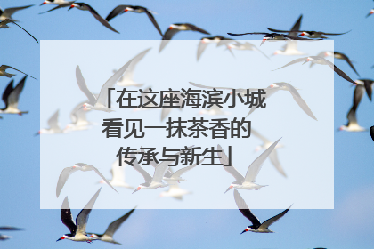 在这座海滨小城 看见一抹茶香的传承与新生