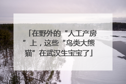 在野外的“人工产房”上，这些“鸟类大熊猫”在武汉生宝宝了