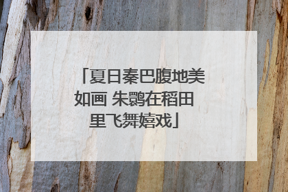 夏日秦巴腹地美如画 朱鹮在稻田里飞舞嬉戏