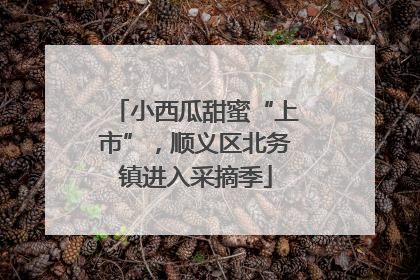 小西瓜甜蜜“上市”，顺义区北务镇进入采摘季