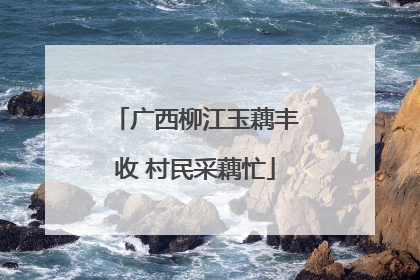 广西柳江玉藕丰收 村民采藕忙