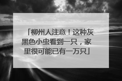 柳州人注意！这种灰黑色小虫看到一只，家里很可能已有一万只