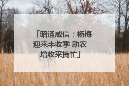昭通威信：杨梅迎来丰收季 助农增收采摘忙