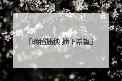 晚稻插秧 播下希望