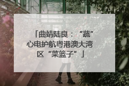 曲靖陆良：“蔬”心电护航粤港澳大湾区“菜篮子”