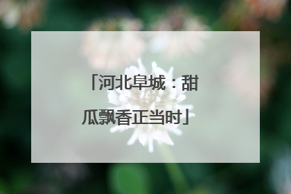 河北阜城：甜瓜飘香正当时