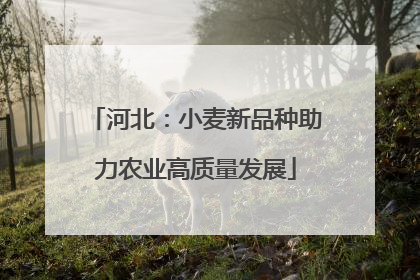 河北：小麦新品种助力农业高质量发展