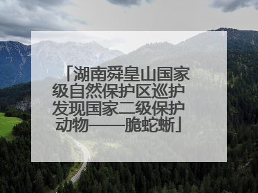 湖南舜皇山国家级自然保护区巡护发现国家二级保护动物——脆蛇蜥
