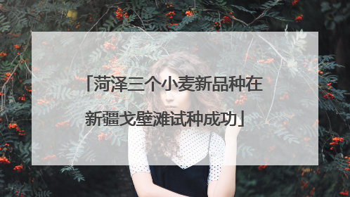 菏泽三个小麦新品种在新疆戈壁滩试种成功