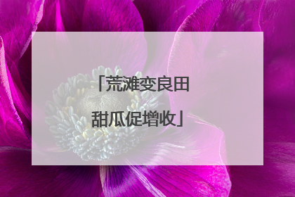 荒滩变良田 甜瓜促增收