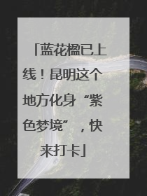 蓝花楹已上线！昆明这个地方化身“紫色梦境”，快来打卡