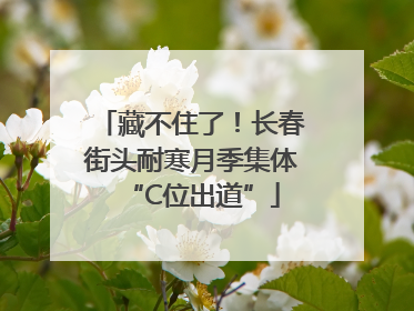 藏不住了！长春街头耐寒月季集体“C位出道”