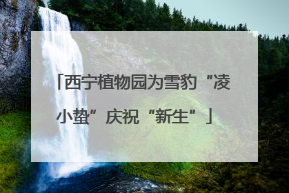 西宁植物园为雪豹“凌小蛰”庆祝“新生”