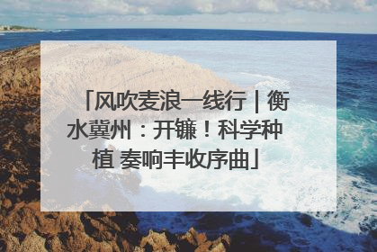 风吹麦浪一线行｜衡水冀州：开镰！科学种植 奏响丰收序曲