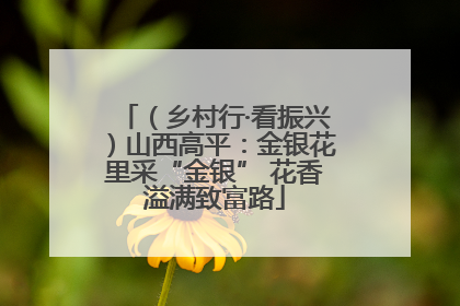 （乡村行·看振兴）山西高平：金银花里采“金银” 花香溢满致富路