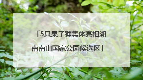 5只果子狸集体亮相湖南南山国家公园候选区